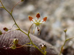 Nemacladus rubescens