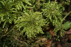 Sciadocladus menziesii