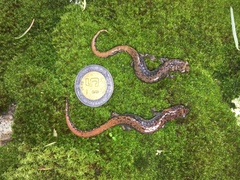 Pseudoeurycea leprosa