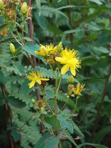 Pljuskavica (Hypericum)