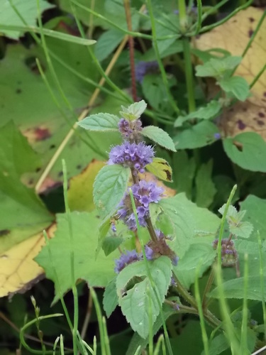 mäta roľná (Mentha arvensis)