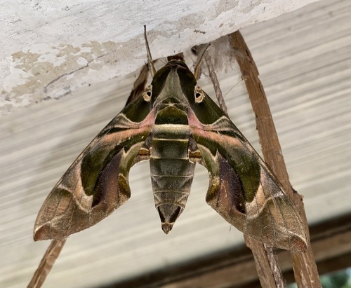 Oleander Hawkmoth