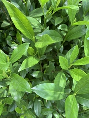 Gardenia jasminoides