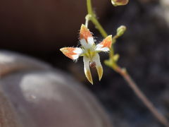 Nemacladus rubescens