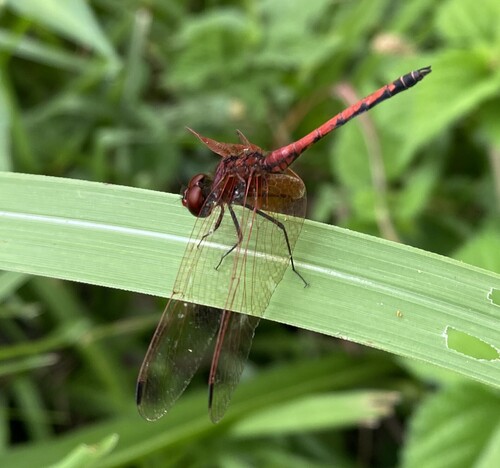 Red-veined Dropwing