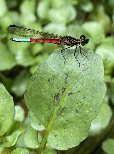 Blue-tipped Jewel