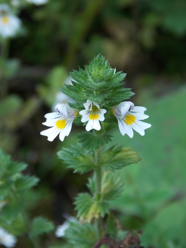 Vidac (Euphrasia officinalis)