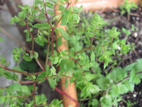 Euphorbia peplus