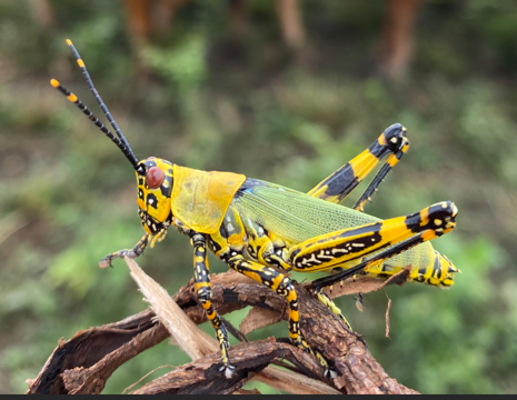 Variegated grasshopper