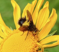 Xanthoepalpus bicolor