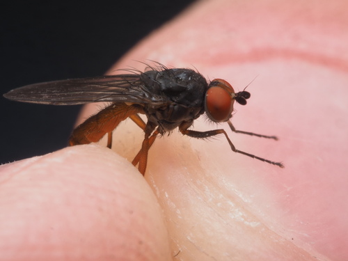 Heteromyza commixta
