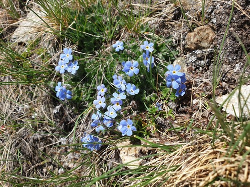 Eritrichium nanum, photograph 6