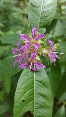 Decodon verticillatus