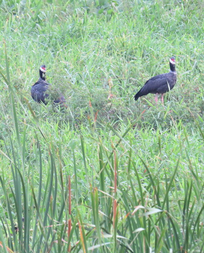Northern Screamer (Chauna chavaria), photo 4