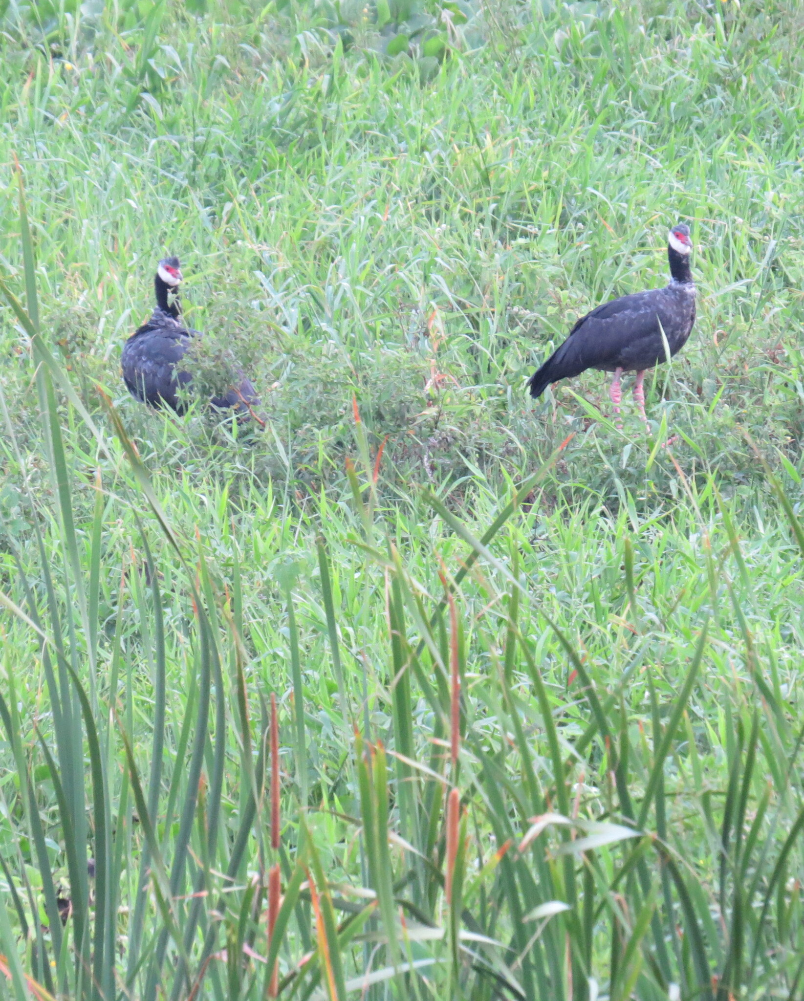Northern Screamer (Chauna chavaria), photo 5