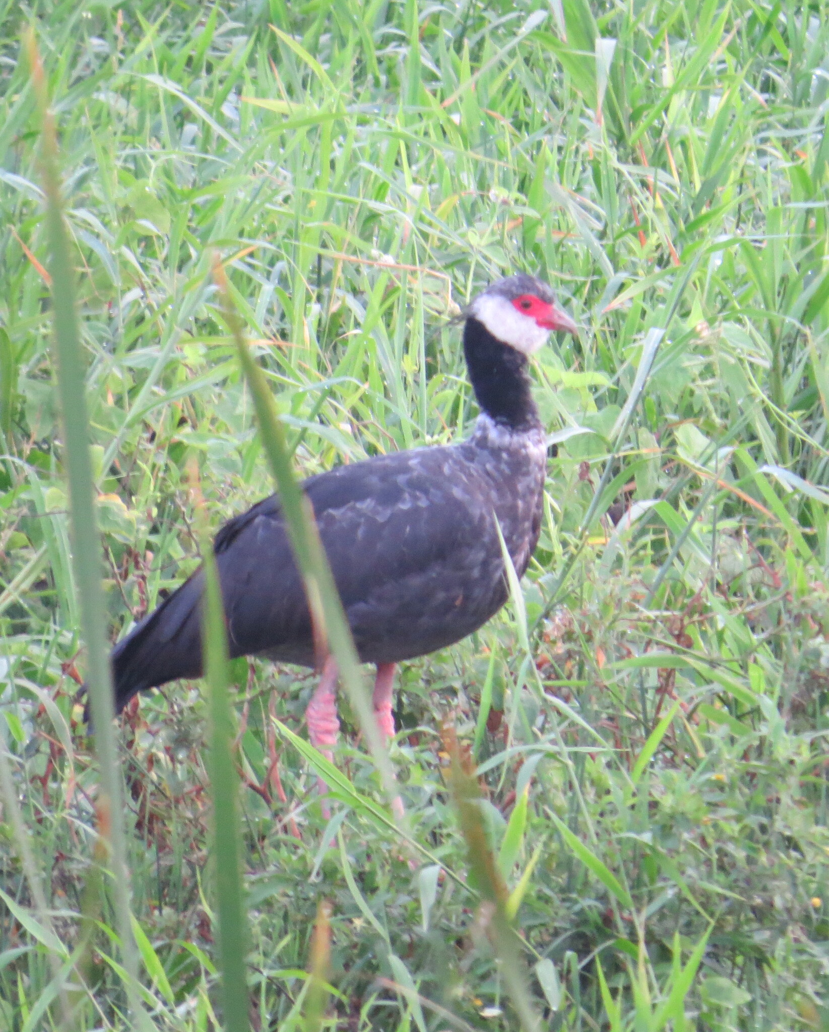 Northern Screamer (Chauna chavaria), photo 6