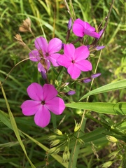 Phlox glaberrima interior