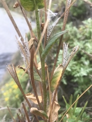 Epilobium ciliatum watsonii