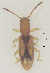 Cryptamorpha desjardinsi