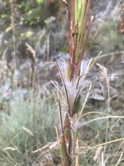 Epilobium ciliatum watsonii