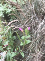 Epilobium ciliatum watsonii
