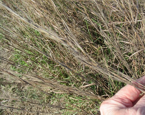 Image of Seaside Bluestem (Schizachyrium littorale) by (c) Linda Jo Conn, some rights reserved (CC BY)