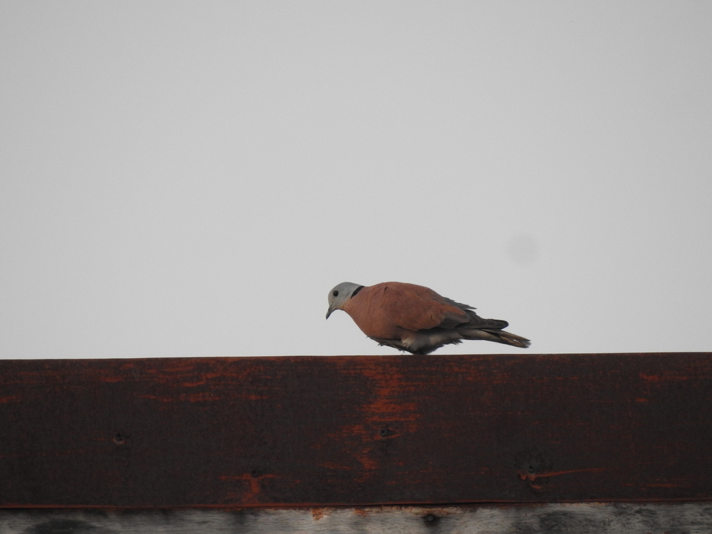 Dederuk merah (Streptopelia tranquebarica)