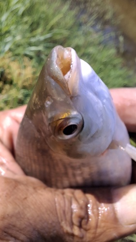 Venezuelan flannelmouth (Prochilodus mariae) — Prochilodontidae — 5