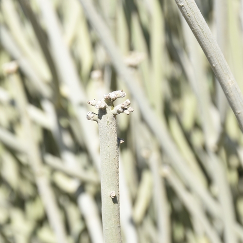 Image of Euphorbia damarana by (c) Nathan Van Cooten, some rights reserved (CC BY)