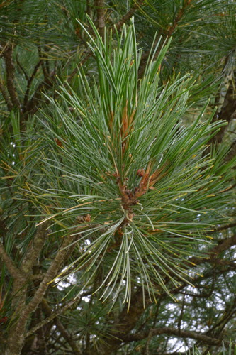 Swiss stone pine (Pinus cembra)