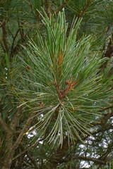 Zirbelkiefer (Pinus cembra): Herkunft und Verwendung — Foto 2