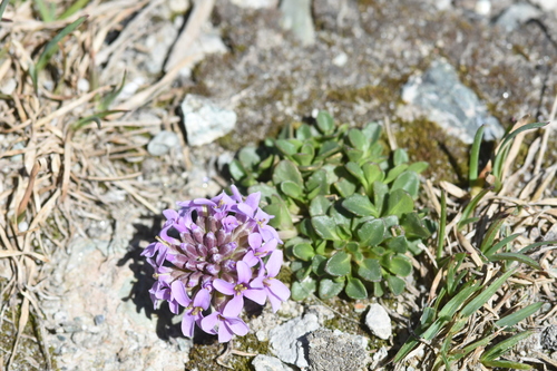 Image of Noccaea corymbosa by (c) Étienne Léveillé-Bourret, some rights reserved (CC BY)