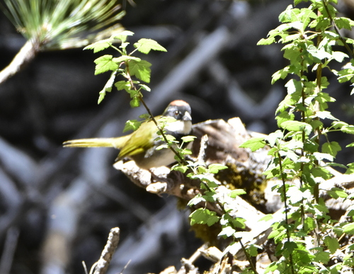 Collared Towhee (Pipilo ocai), photo 10