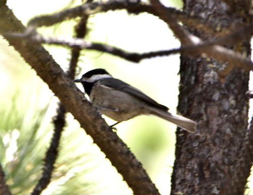 Mexican Chickadee (Poecile sclateri), photo 4