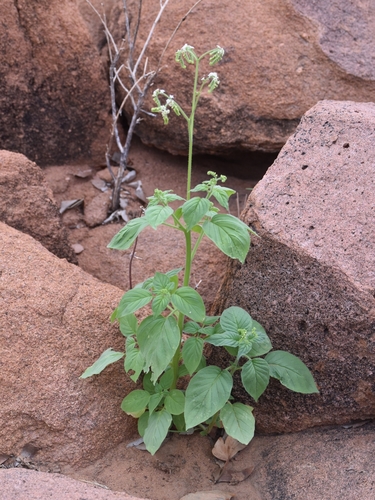 Image of Heliotropium albiflorum by (c) Nathan Van Cooten, some rights reserved (CC BY)