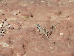 Pseudotrapelus sinaitus