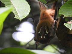 Stripe-Faced Fruit Bat photo 2