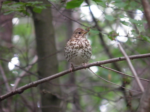 Strazdas giesmininkas