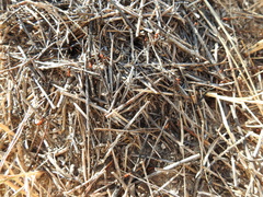 Formica obscuripes