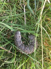 Proserpinus proserpina