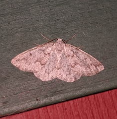 Sabulodes packardata