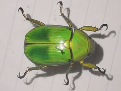 Chrysina psittacina