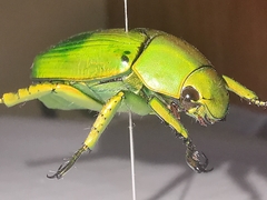 Chrysina psittacina