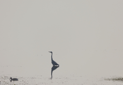 Grey Heron