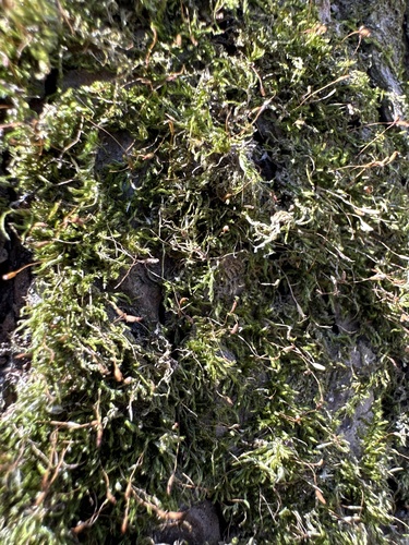 Homalotheciella subcapillata, 2025-03-17