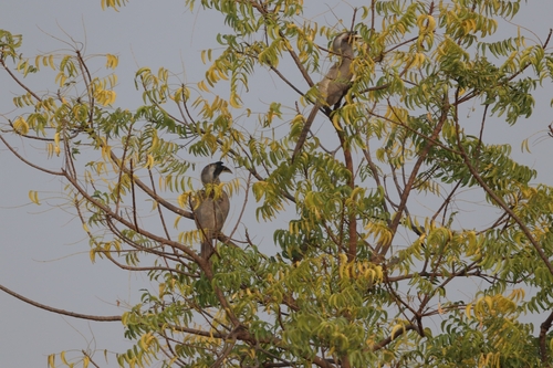 Indian Grey Hornbill