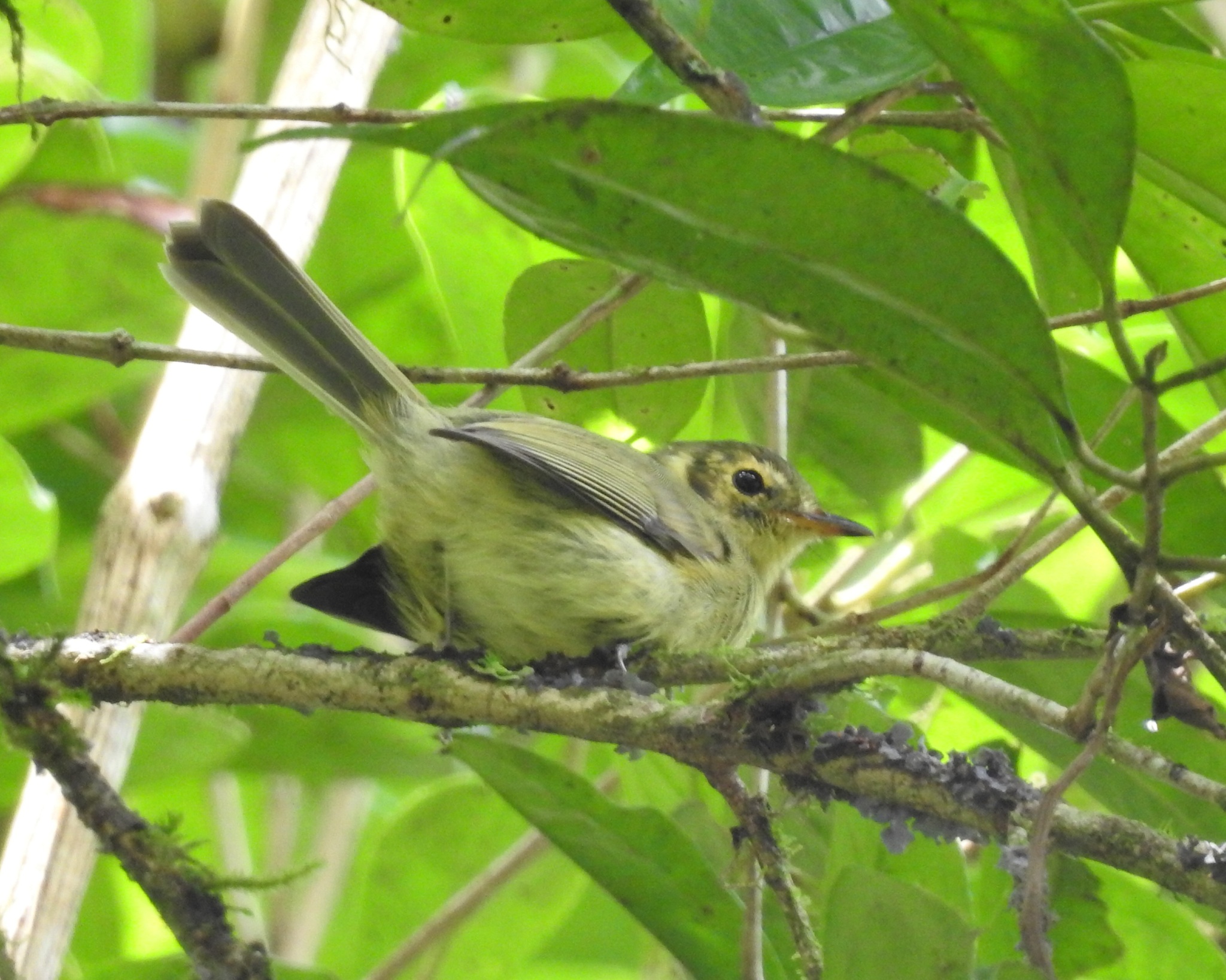 Oustalet's Tyrannulet (Phylloscartes oustaleti), photo 3