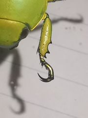 Chrysina psittacina