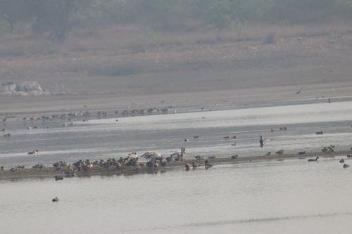 Bar-headed Goose