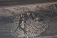 Hirundo rustica erythrogaster